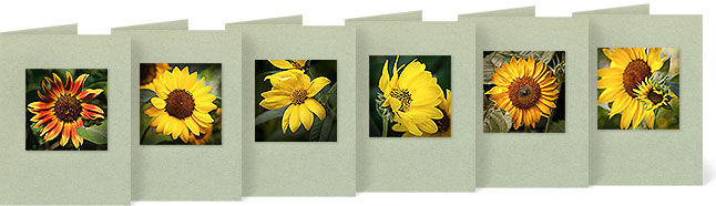 (l-r) Helianthus annuus (Annual Sunflower), Helianthus annuus (Annual Sunflower), Helianthus giganteus (Tall Sunflower), Helianthus mollis (Downy Sunflower), Helianthus annuus (Annual Sunflower), Helianthus annuus (Annual Sunflower)