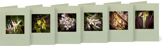 Erythronium albidum (White Trout Lily), Ribes americanum (American Black Currant), Cardamine bulbosa (Spring Cress),Dentaria laciniata (Cut-leaf Toothwort), Lindera benzoin (Spicebush), Arisaema triphyllum (Jack-in-the-Pulpit)