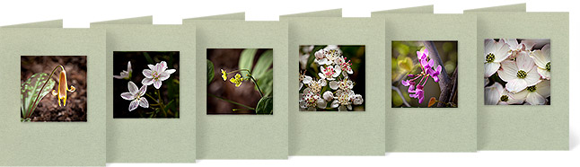 Erythronium americanum (Yellow Fawn Lily), Claytonia virginica (Spring Beauty), Caulophyllum thalictroides (Blue Cohosh), Aronia melanocarpa (Black Chokeberry), Cercis canadensis (Eastern Redbud), Cornus florida (Flowering Dogwood)