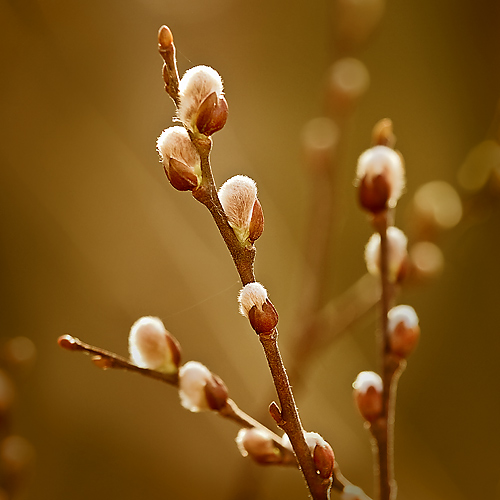 Salix discolor (Pussy Willow)