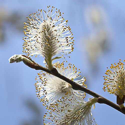 Salix discolor (Pussy Willow)