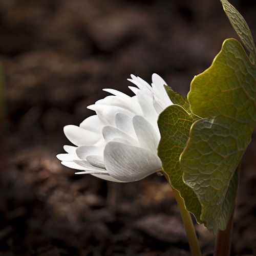 Double Bloodroot (Sanguinaria canadensis)