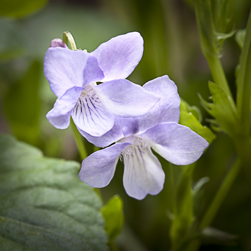 Viola rostrata (Long-Spur Violet