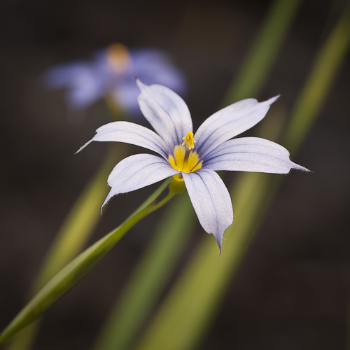 Sisyrhinchium angustifolia (Blue-eyed Grass)