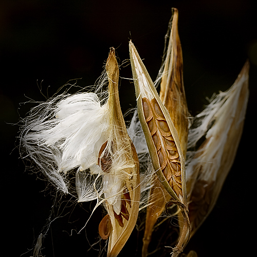  Aesclepias incarnata (Swamp Milkweed - Seedpods)