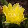 Opuntia humifusa (Prickly Pear Cactus)