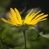 Heliopsis helianthoides (Ox-eye Sunflower)