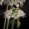 Allium cernuum (Wild Nodding Onion)