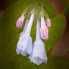 Mertensia virginica (Virginia Bluebells)