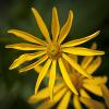 Heliopsis helianthoides (False Sunflower, Ox-eye)