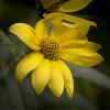 Helianthus giganteus (Tall Sunflower)