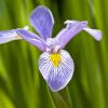 Iris virginica (Southern Blue Flag)