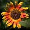 CRW_6291_sunflower-500
