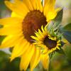 sunflower6_MG_1998-500