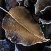 Frosty Pear Tree Leaf (5360)